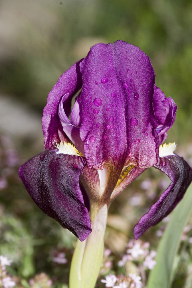 Iris lutescens / Giaggiolo tirrenico